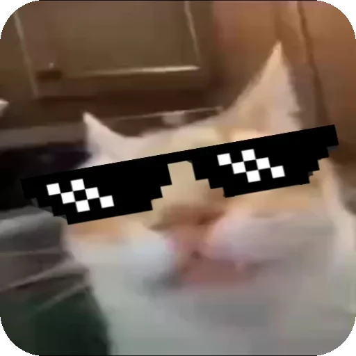 😎 Стикер «Кот Нормас» для Telegram