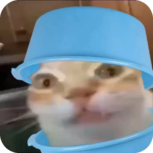 🪖 Стикер «Кот Нормас» для Telegram