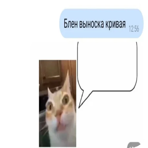 🤨 Стикер «Кот Нормас» для Telegram