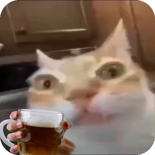 🍻 Стикер «Кот Нормас» для Telegram