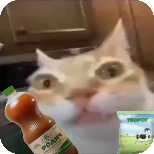 👅 Стикер «Кот Нормас» для Telegram