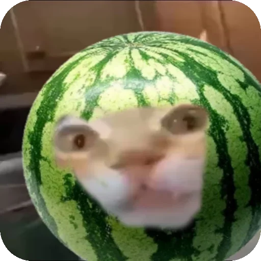 🍈 Стикер «Кот Нормас» для Telegram