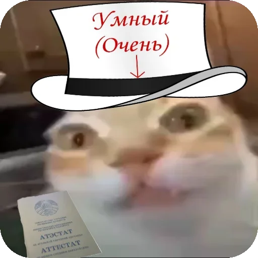 👩‍🎓 Стикер «Кот Нормас» для Telegram