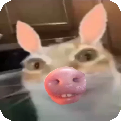 🐷 Стикер «Кот Нормас» для Telegram