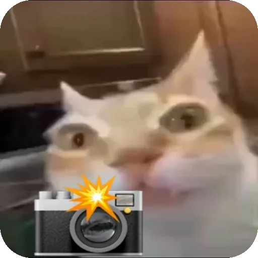 📸 Стикер «Кот Нормас» для Telegram