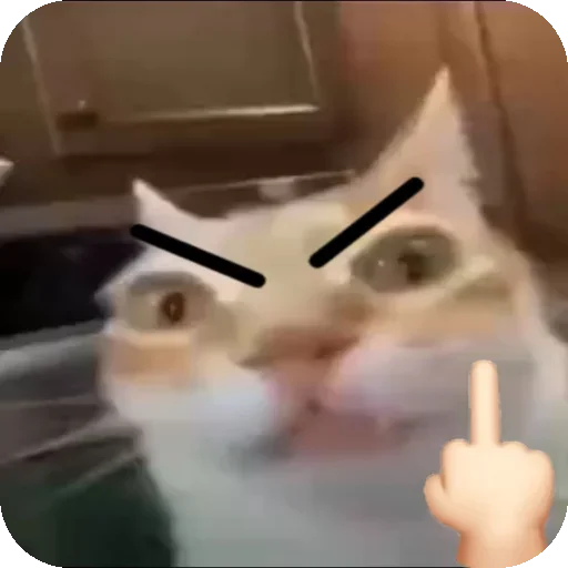 😡 Стикер «Кот Нормас» для Telegram