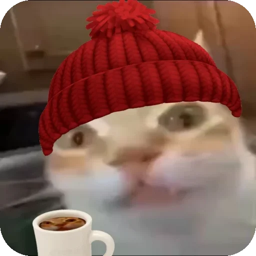 ☕ Стикер «Кот Нормас» для Telegram