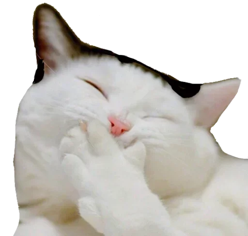 😹 Стикер «Кот Универсал» для Telegram