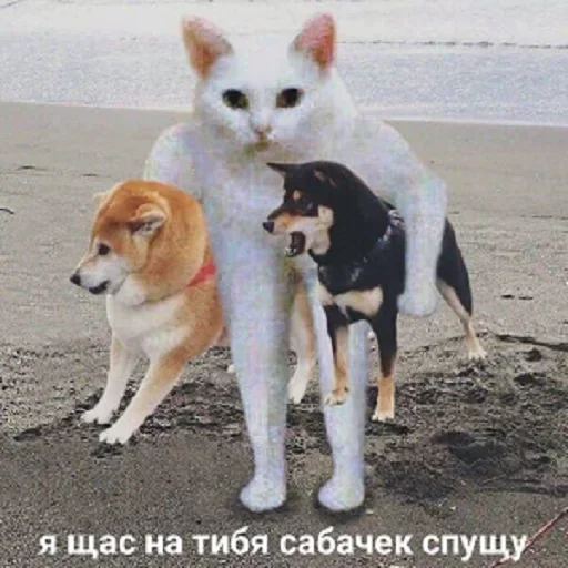 😡 Стикер «Кот Универсал» для Telegram
