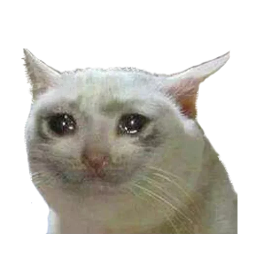 😿 Стикер «Кот Универсал» для Telegram