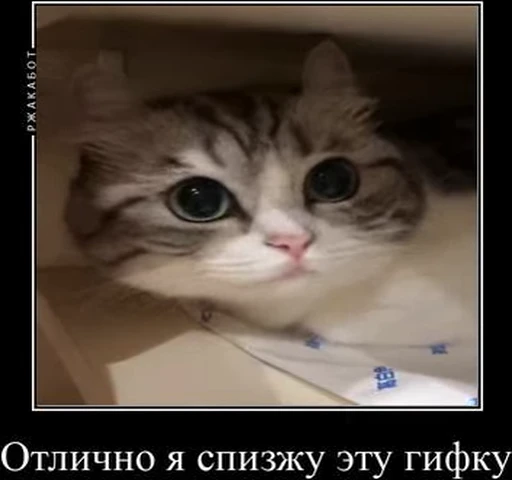 🤓 Стикер «kotAhuel» для Telegram