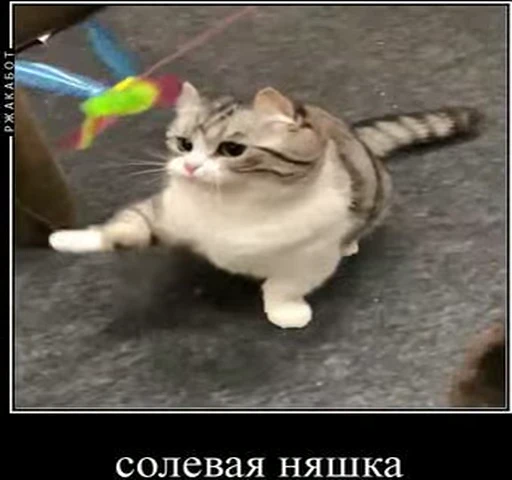 🤤 Стикер «kotAhuel» для Telegram