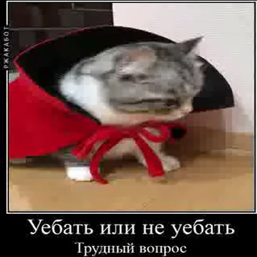 😡 Стикер «kotAhuel» для Telegram
