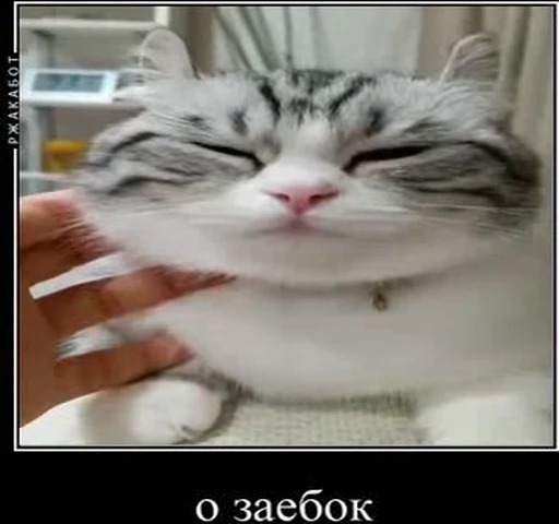 😋 Стикер «kotAhuel» для Telegram
