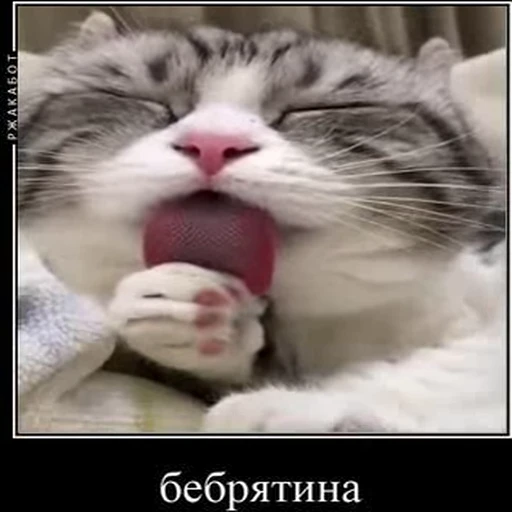 😋 Стикер «kotAhuel» для Telegram