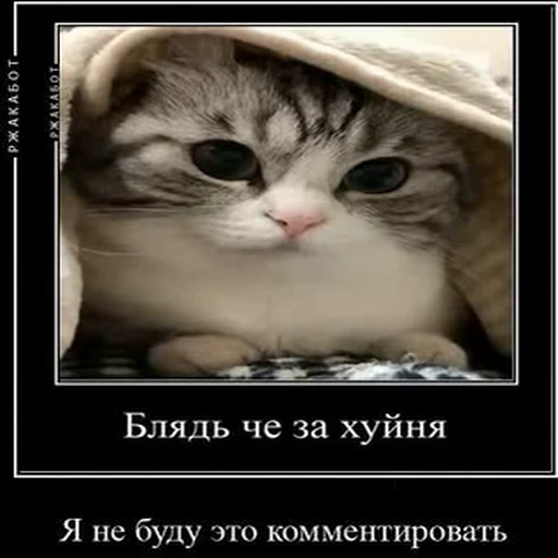 🤭 Стикер «kotAhuel» для Telegram