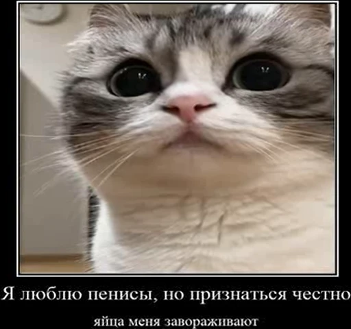 😋 Стикер «kotAhuel» для Telegram