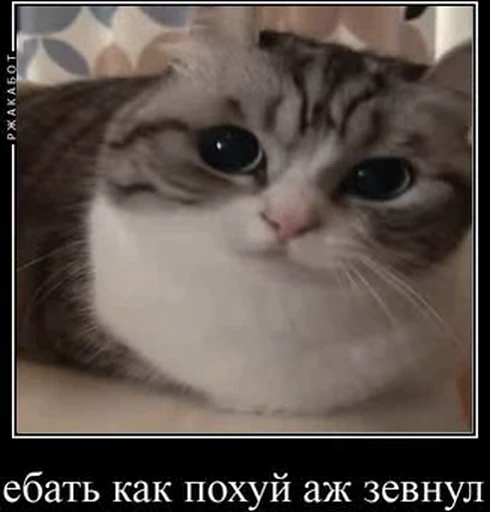 😒 Стикер «kotAhuel» для Telegram