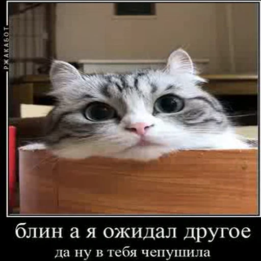 😒 Стикер «kotAhuel» для Telegram