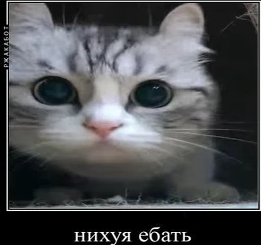 🤨 Стикер «kotAhuel» для Telegram