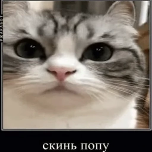 🍑 Стикер «kotAhuel» для Telegram