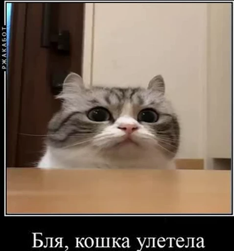 ✈️ Стикер «kotAhuel» для Telegram