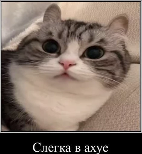 😳 Стикер «kotAhuel» для Telegram