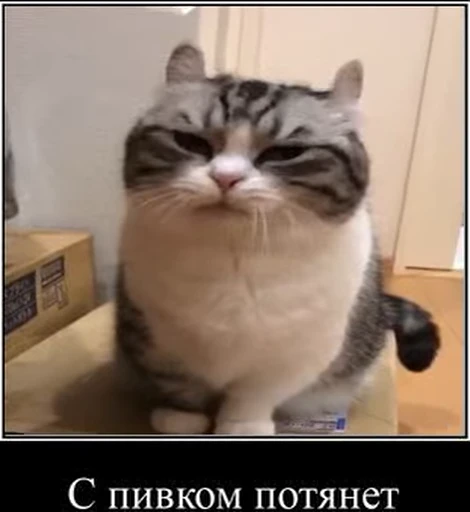 😒 Стикер «kotAhuel» для Telegram