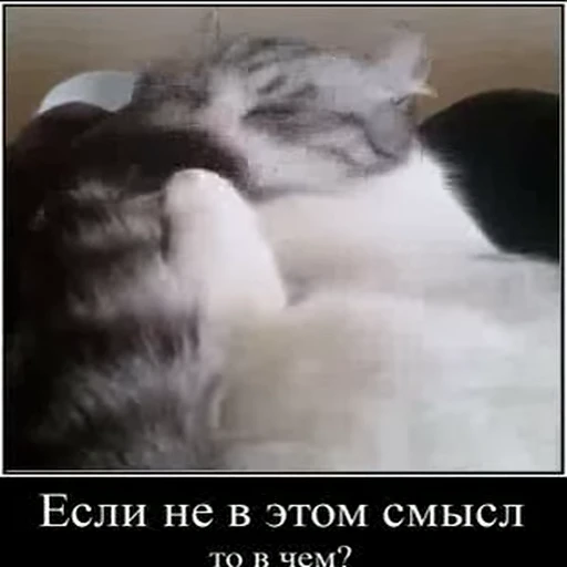 🍆 Стикер «kotAhuel» для Telegram