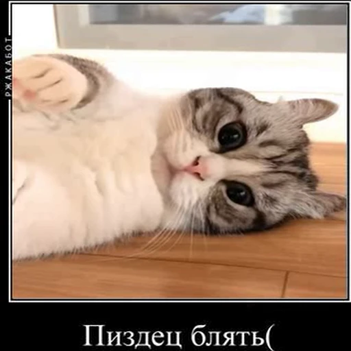 ☹️ Стикер «kotAhuel» для Telegram