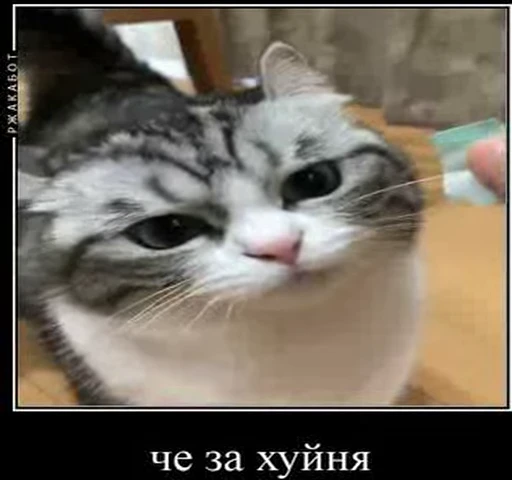 🧐 Стикер «kotAhuel» для Telegram