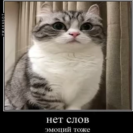 🤐 Стикер «kotAhuel» для Telegram