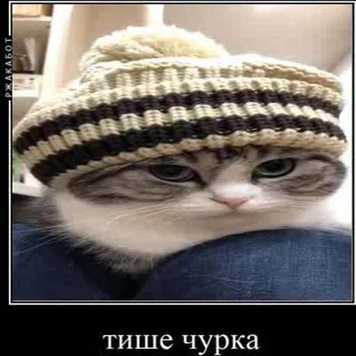 🤫 Стикер «kotAhuel» для Telegram