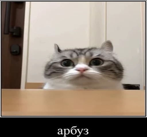 🍉 Стикер «kotAhuel» для Telegram