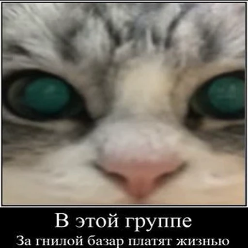 🪓 Стикер «kotAhuel» для Telegram