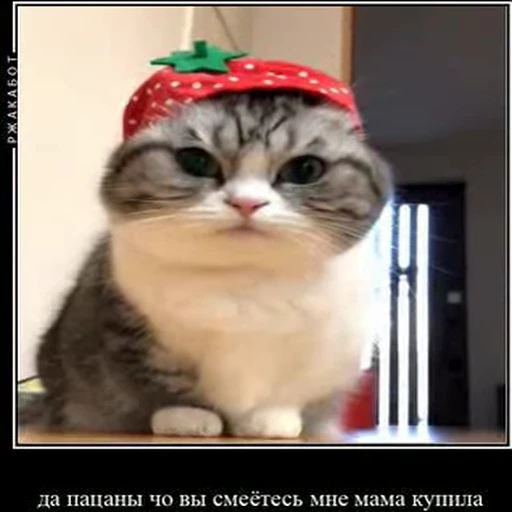 🥺 Стикер «kotAhuel» для Telegram