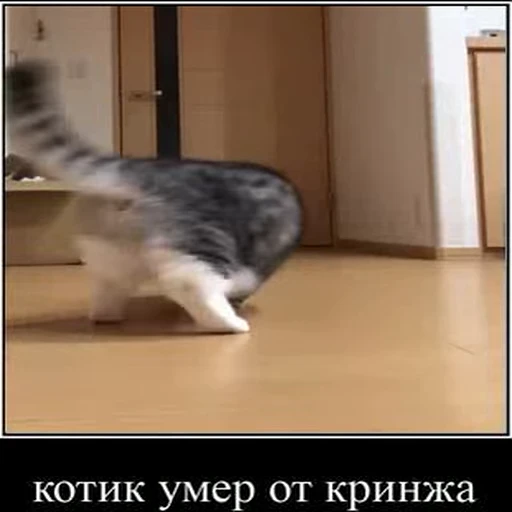 ☠️ Стикер «kotAhuel» для Telegram