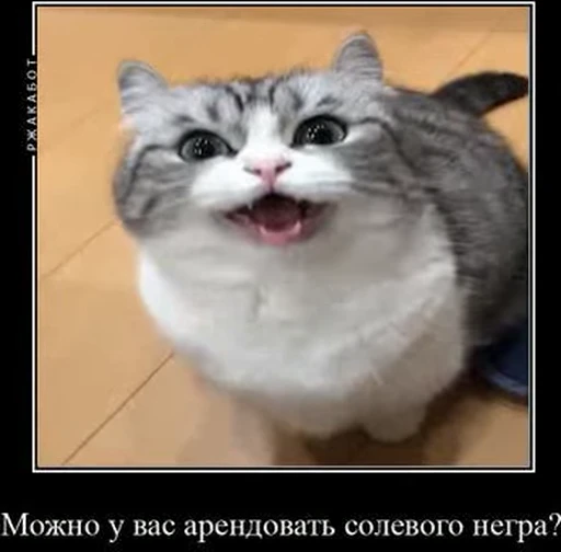 💸 Стикер «kotAhuel» для Telegram