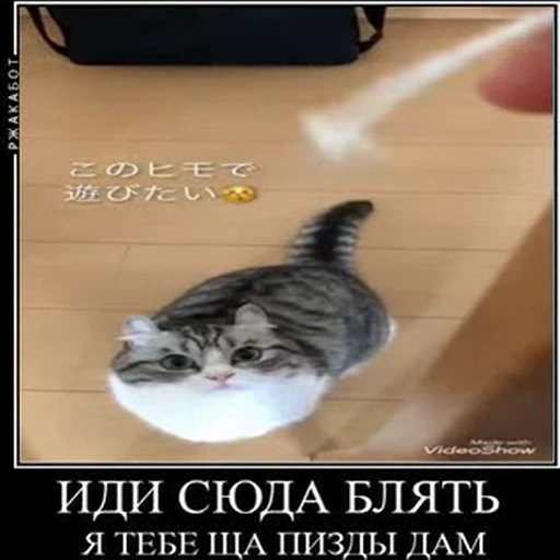 🤬 Стикер «kotAhuel» для Telegram