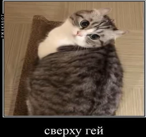 👻 Стикер «kotAhuel» для Telegram