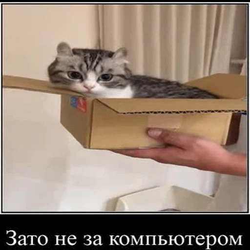 😃 Стикер «kotAhuel» для Telegram