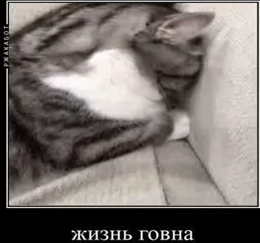 🥴 Стикер «kotAhuel» для Telegram