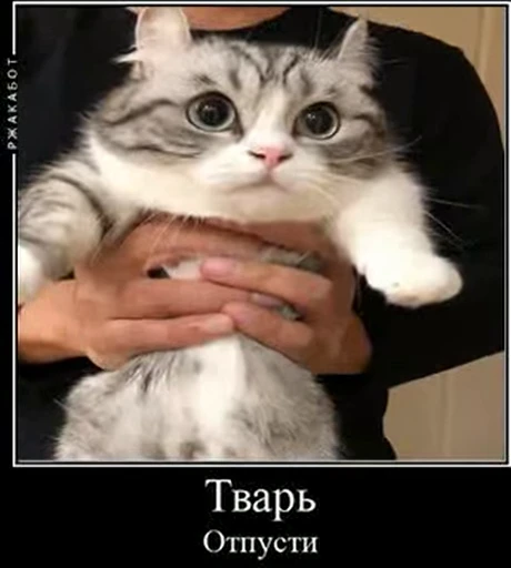 😡 Стикер «kotAhuel» для Telegram