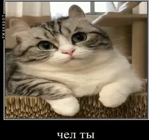 😕 Стикер «kotAhuel» для Telegram