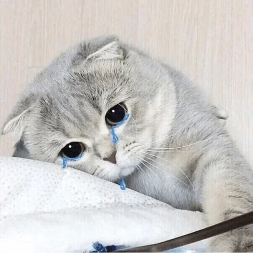😔 Стикер «Котыки» для Telegram