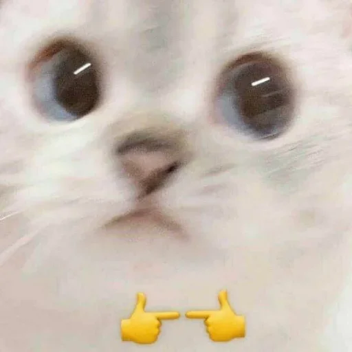 👉 Стикер «Котыки» для Telegram