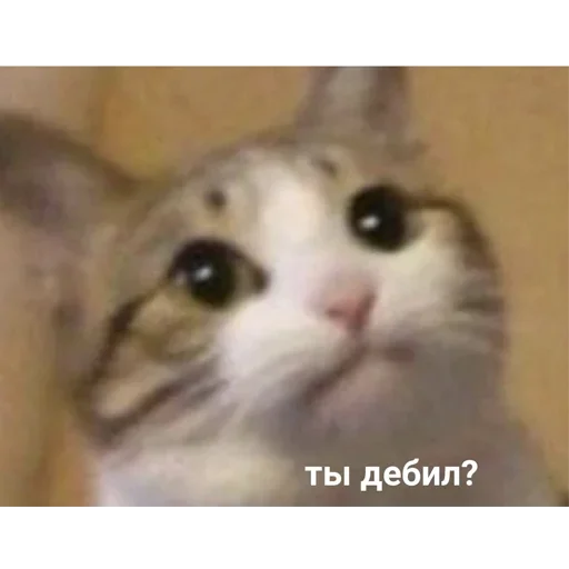 😐 Стикер «Котыки» для Telegram