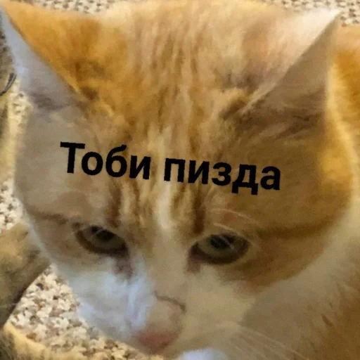 😏 Стикер «Котыки» для Telegram