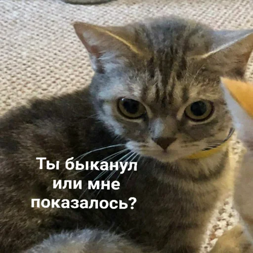 😑 Стикер «Котыки» для Telegram