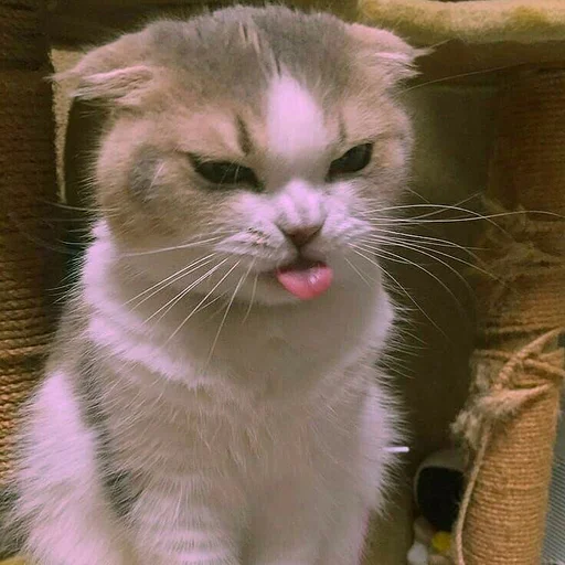 😛 Стикер «Котыки» для Telegram